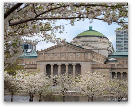 Museum of Science and Industry in Spring Fine Art Metal Print