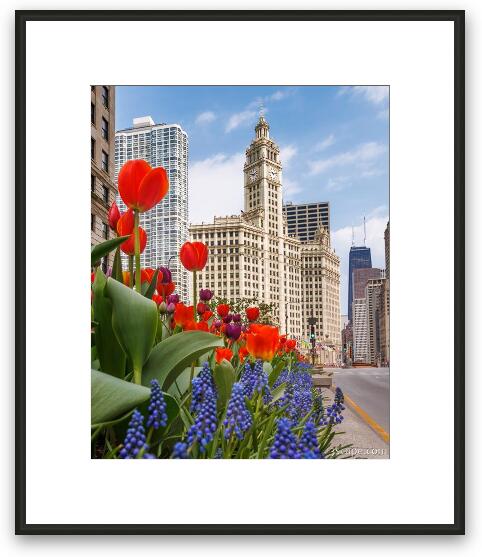 Spring Flowers Along Michigan Ave Chicago Framed Fine Art Print