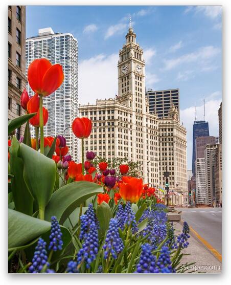 Spring Flowers Along Michigan Ave Chicago Fine Art Metal Print