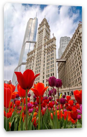 Spring Tulips at Wrigley Building Fine Art Canvas Print