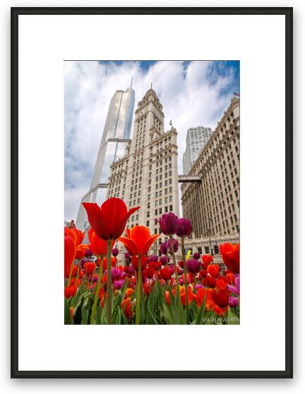 Spring Tulips at Wrigley Building Framed Fine Art Print