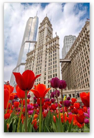 Spring Tulips at Wrigley Building Fine Art Print