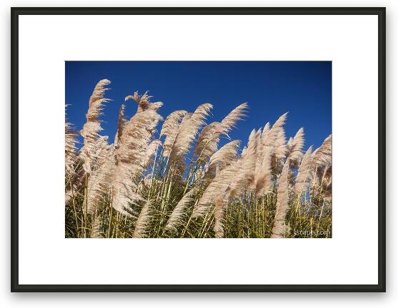 Pampas Grass Framed Fine Art Print