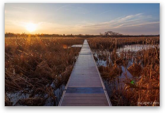 Volo Bog Boardwalk at Dawn Fine Art Metal Print