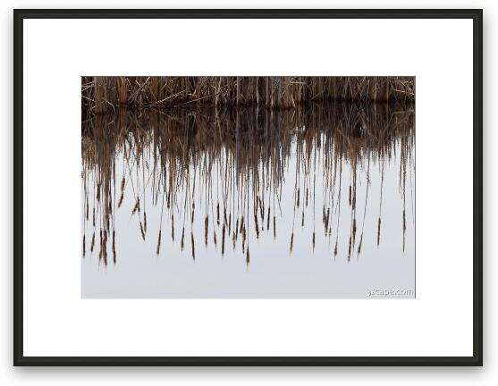 Volo Bog Reflections Framed Fine Art Print