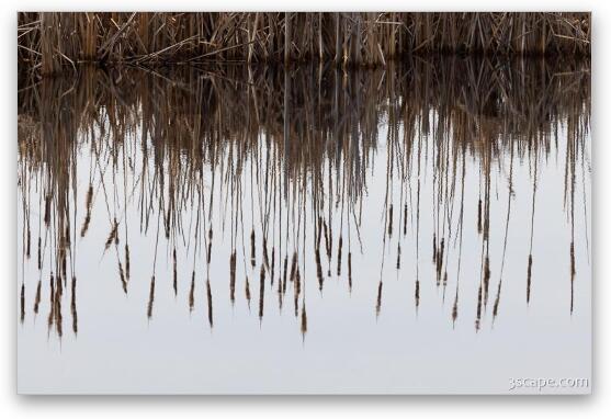 Volo Bog Reflections Fine Art Metal Print