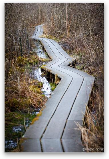 Boardwalk at Volo Bog Fine Art Metal Print