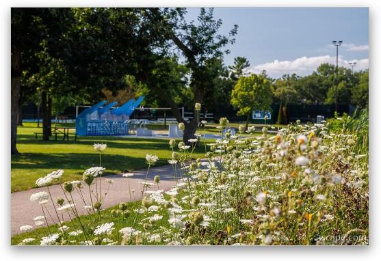 Fabbrini Park Flowers Fine Art Metal Print