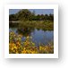 Fabbrini Park Pond Art Print