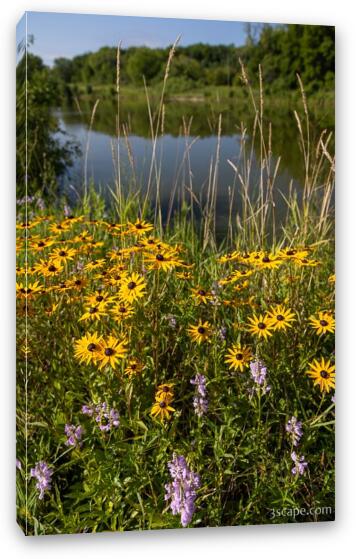 Black-eyed Susan Flowers at Bode Lake Fine Art Canvas Print