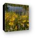 Black-eyed Susan Flowers at Bode Lake Canvas Print