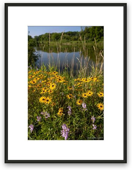 Black-eyed Susan Flowers at Bode Lake Framed Fine Art Print