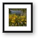 Black-eyed Susan Flowers at Bode Lake Framed Print