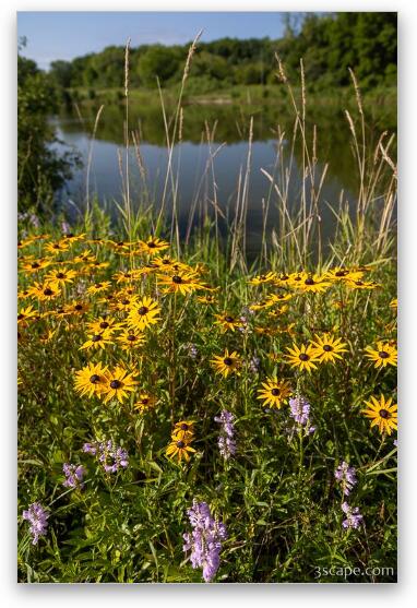 Black-eyed Susan Flowers at Bode Lake Fine Art Metal Print