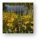 Black-eyed Susan Flowers at Bode Lake Metal Print