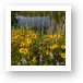 Black-eyed Susan Flowers at Bode Lake Art Print