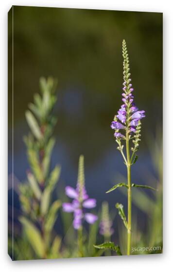 Flowers at Bode Lake Fine Art Canvas Print