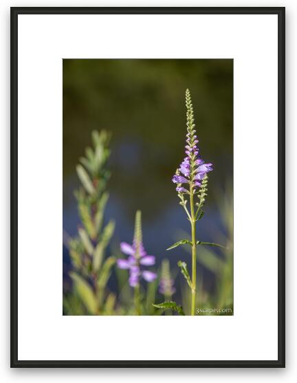 Flowers at Bode Lake Framed Fine Art Print