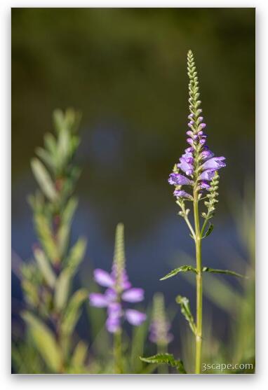 Flowers at Bode Lake Fine Art Metal Print