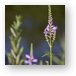 Flowers at Bode Lake Metal Print