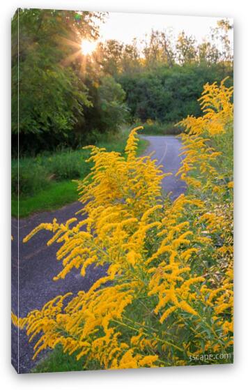 Goldenrod on Poplar Creek Bike Trail Fine Art Canvas Print