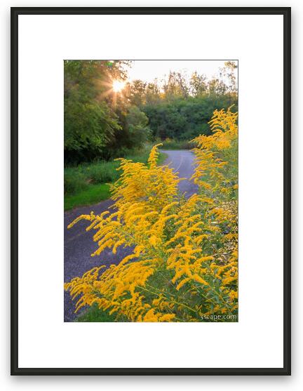 Goldenrod on Poplar Creek Bike Trail Framed Fine Art Print