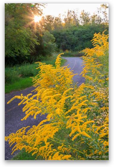 Goldenrod on Poplar Creek Bike Trail Fine Art Metal Print