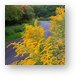 Goldenrod on Poplar Creek Bike Trail Metal Print