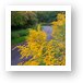 Goldenrod on Poplar Creek Bike Trail Art Print