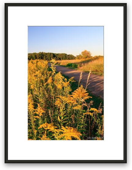 Goldenrod at Shoe Factory Prairie Framed Fine Art Print