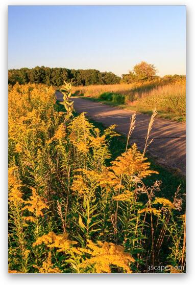 Goldenrod at Shoe Factory Prairie Fine Art Metal Print