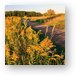 Goldenrod at Shoe Factory Prairie Metal Print