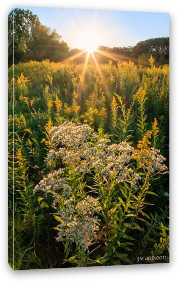 Fall Wildflowers at Sunset Fine Art Canvas Print