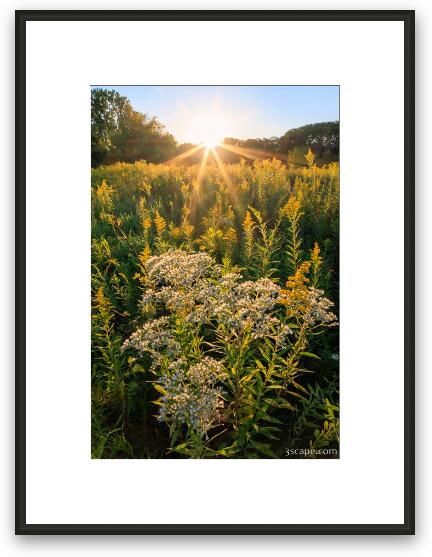 Fall Wildflowers at Sunset Framed Fine Art Print