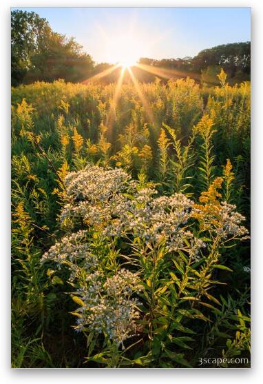 Fall Wildflowers at Sunset Fine Art Metal Print