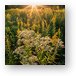 Fall Wildflowers at Sunset Metal Print