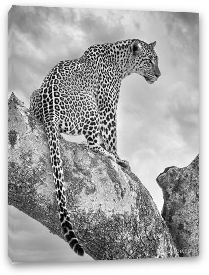 Leopard Black and White Fine Art Canvas Print