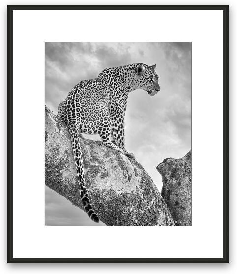 Leopard Black and White Framed Fine Art Print