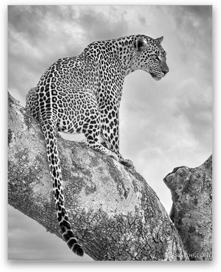 Leopard Black and White Fine Art Metal Print