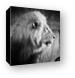 Elder Lion Monochrome Canvas Print