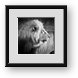 Buy Framed Print