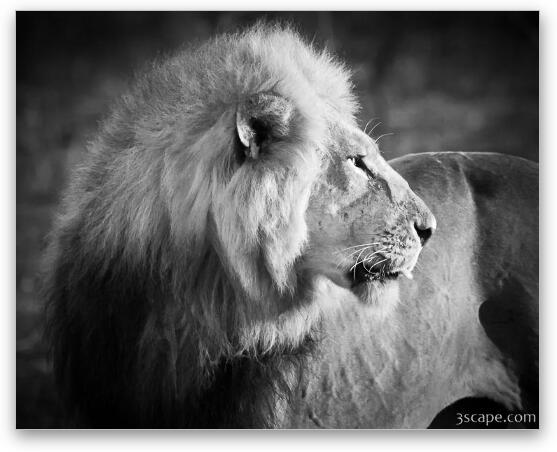 Elder Lion Monochrome Fine Art Metal Print