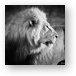 Elder Lion Monochrome Metal Print