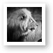 Elder Lion Monochrome Art Print