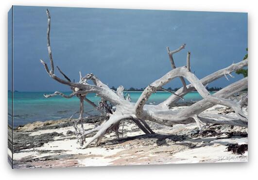 Driftwood on the beach Fine Art Canvas Print