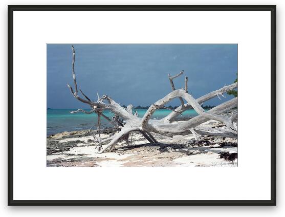 Driftwood on the beach Framed Fine Art Print