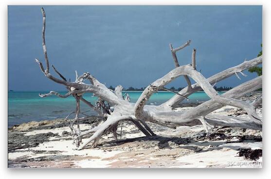 Driftwood on the beach Fine Art Metal Print