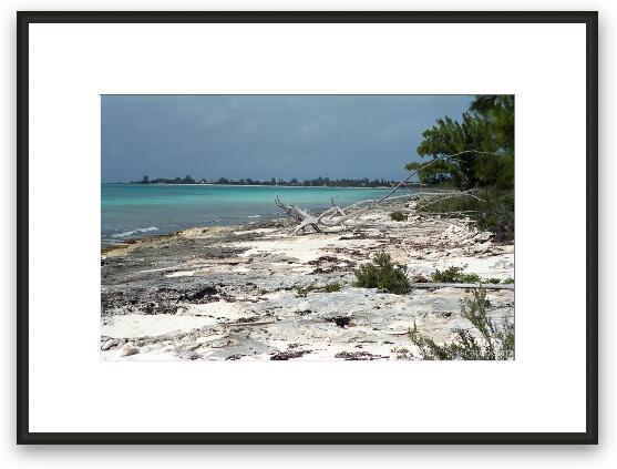 Driftwood on a rocky coral beach Framed Fine Art Print