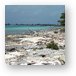 Driftwood on a rocky coral beach Metal Print