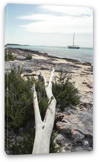 Driftwood pointing towards our sailboat Fine Art Canvas Print